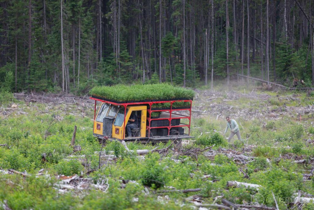 one tree planted